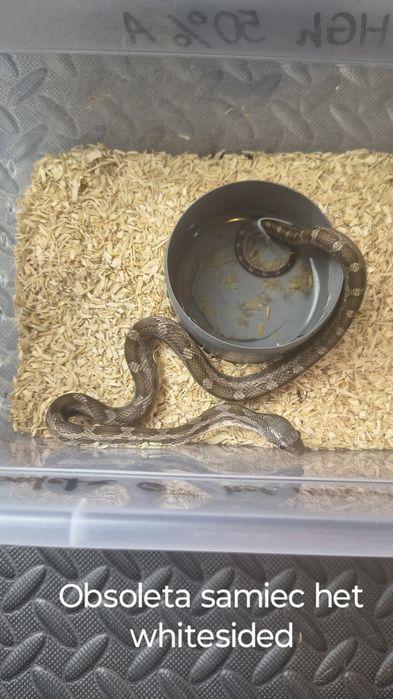 Wąż dla poczatkujacych. Smugowy/Obsoleta