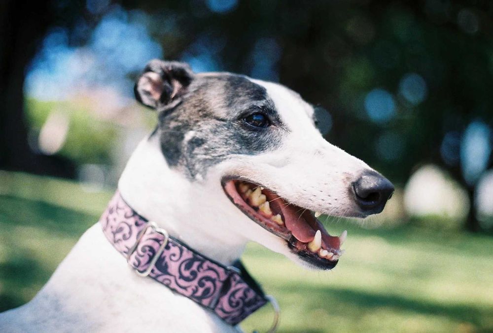 Câmera analógica Pentax MG + lente 50mm - testada, 100% a funcionar