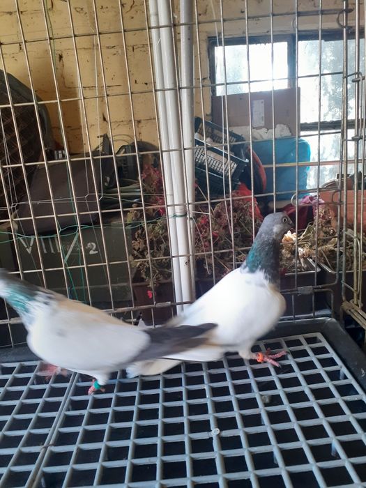 Golebie budapeszty samice