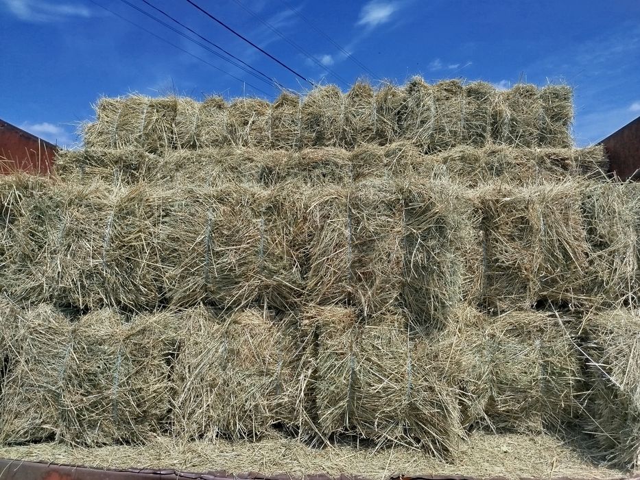 Сіно лугове та сіно люцерни
