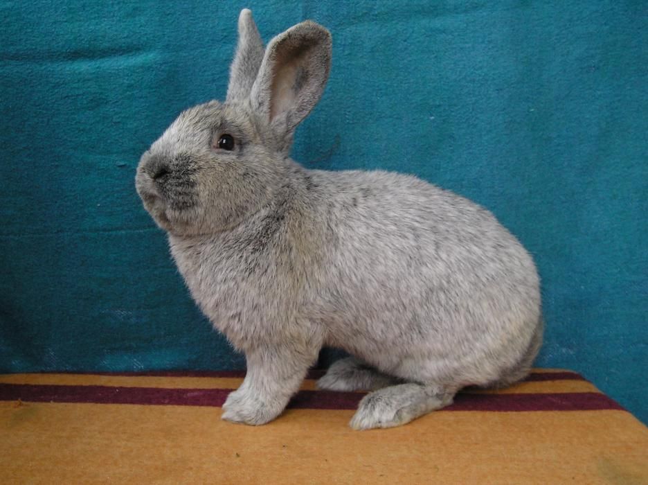 Продам кроликов європейське срібло ,европейские серебро Сумской клуб к