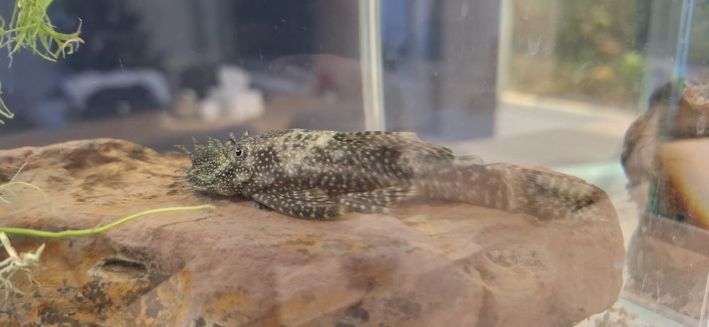 Glonojady zbrojniki samce