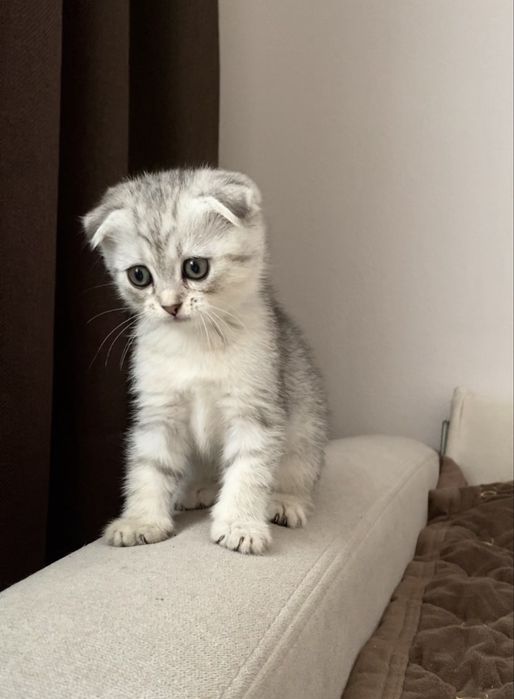 Шотландські котенята