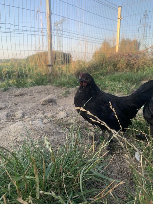 Mix sebrytki I karzełka łapciatego
