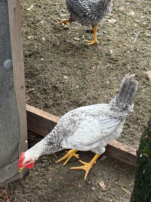 Kogutki z wlasnej hodowli