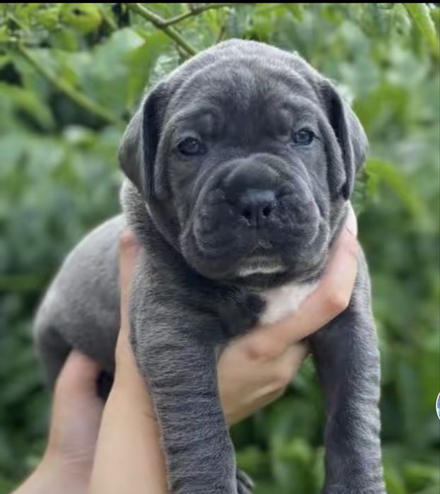 Львівська еліта Cane corso-сірого окрасу