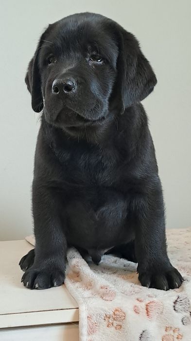 Labrador retriever piesek