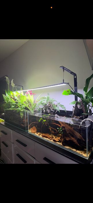 Akwaria z lampa chihiros