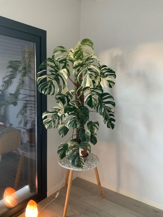 Monstera Variegata Grande. Novas imagens.