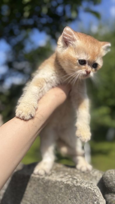 Активне кошеня золотої шиншили