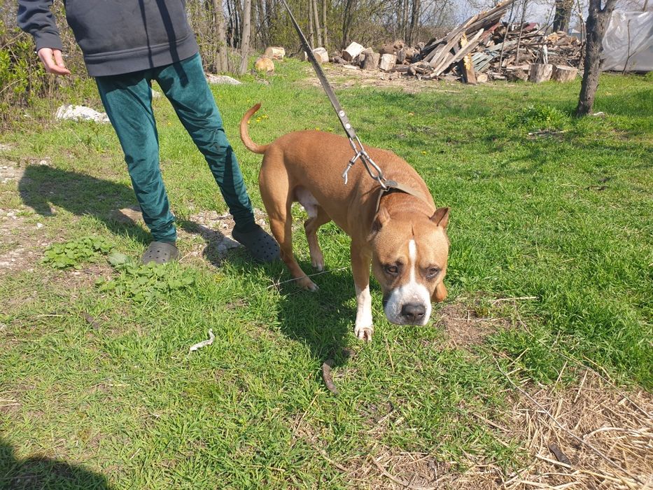 Американский старфордшинский терьер