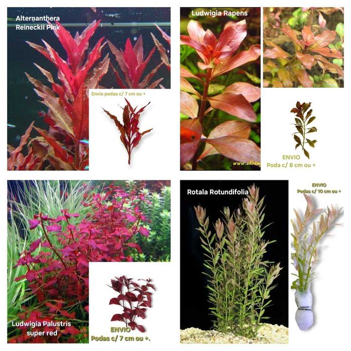 Pack Plantas Aquário - Faça o seu Pack