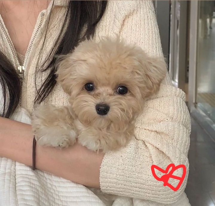 Маленький хлопчик Мальтіпу. Маленька дівчинка мальтіпу