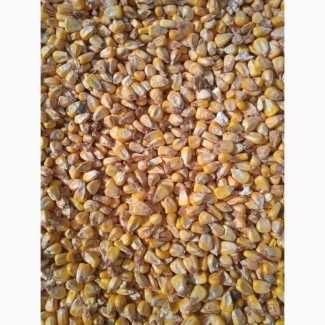 Продам кукурудзу (суха)