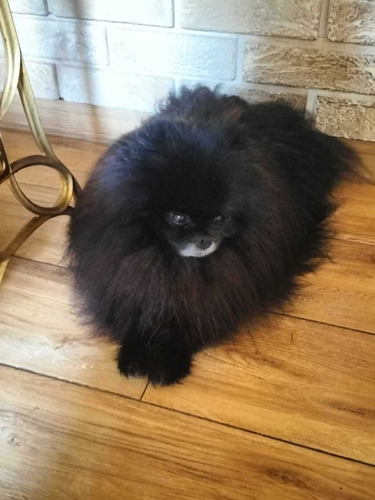 Zaginął pies rasy pomeranian