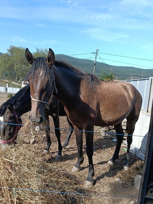 Potro filho pais lusitanos 2 anos
