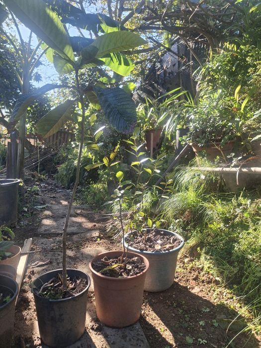 Vendo varias árvores de fruta