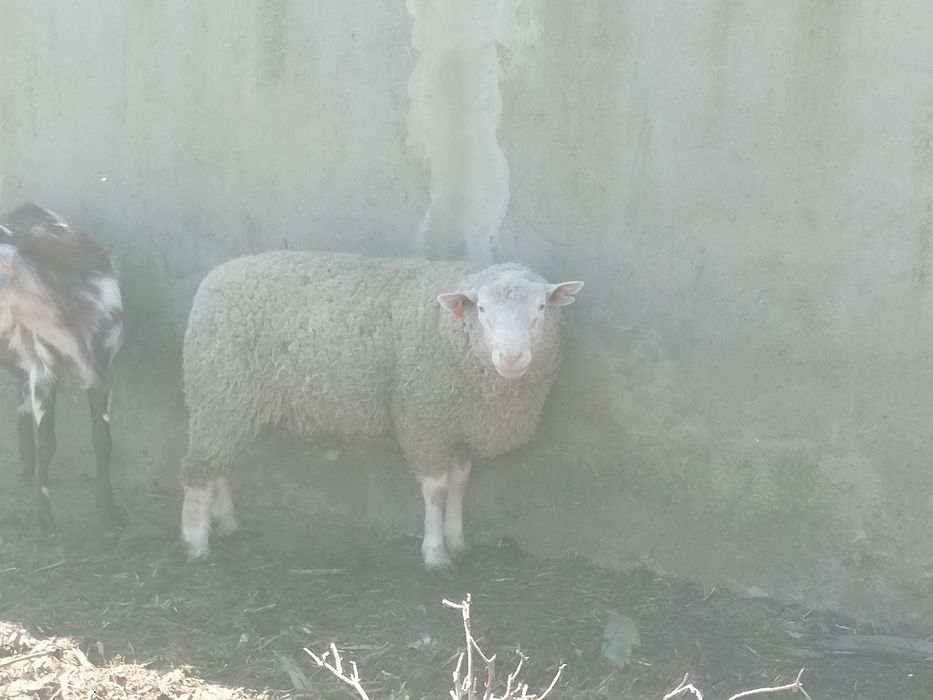 Carneiro cruzado ill de France
