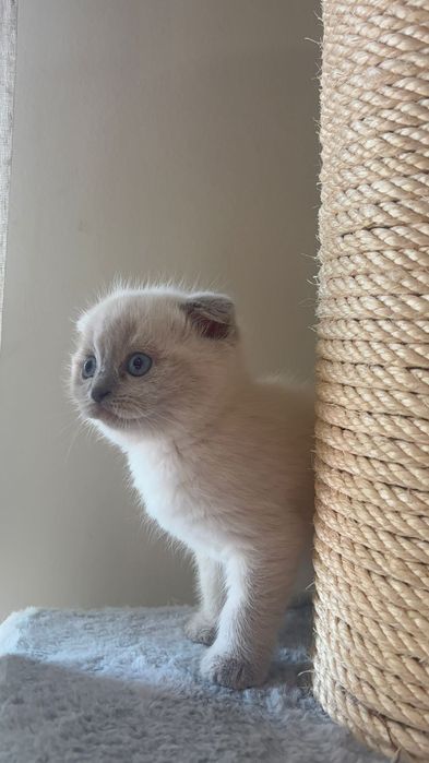 Scottish fold colorpoint  femea