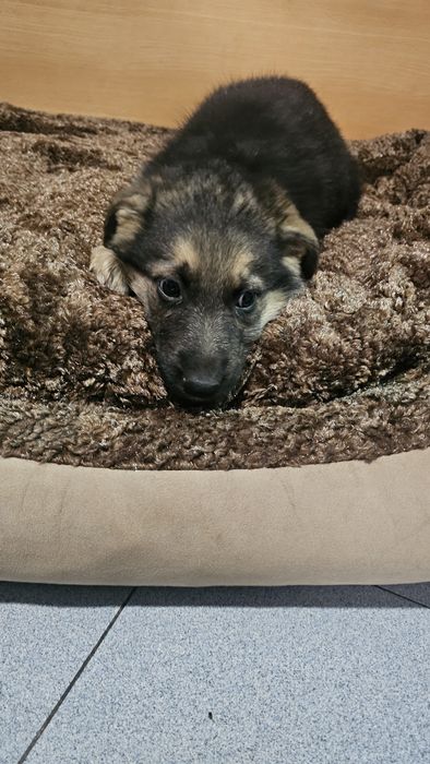 Pastor Alemão macho