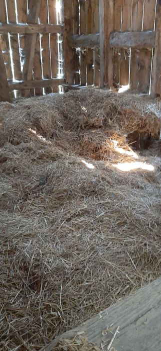 Słoma sucha luzem za darmo duża ilość od ręki