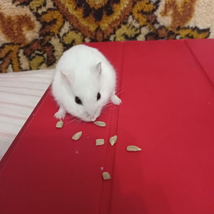 Хомячок джунгарик девочка очень добра и ручеая