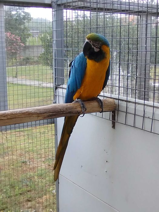 Arara ararauna macho _ venda ou troca