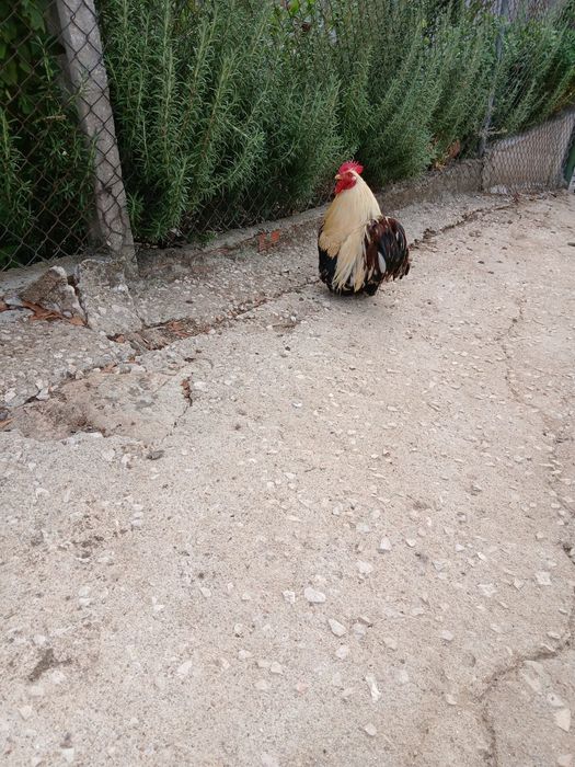 Pintos pequins variedade de cor