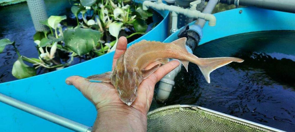 Рибна ферма вирощує осетра