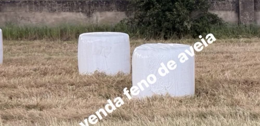 Feno aveia bola plastificada