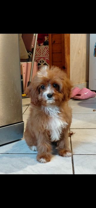 Suczka cavapoo śliczna