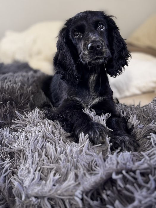 ROXY Cocker Spaniel Angielski - suczka