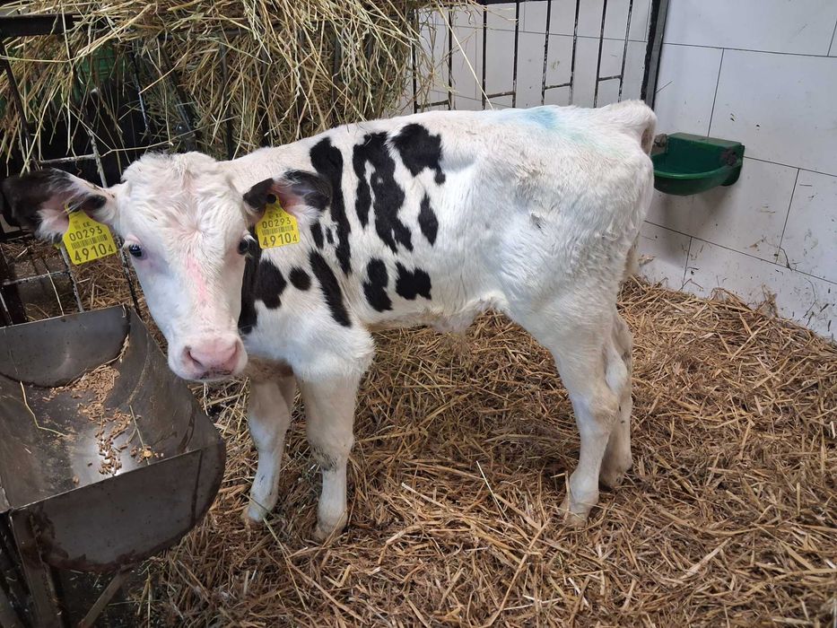 cielaki cielęta byczki