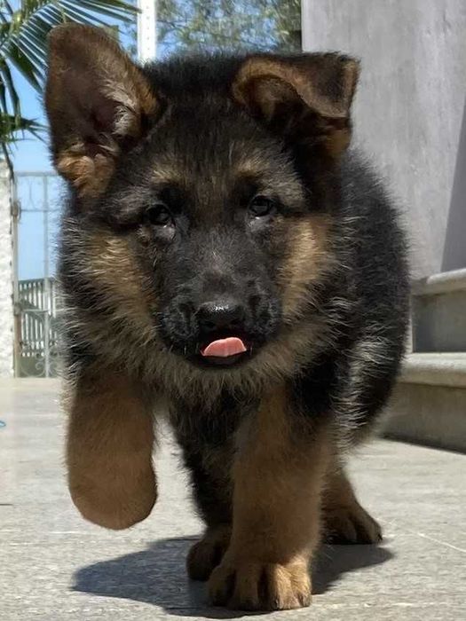 Cachorro de raça Pastor Alemão
