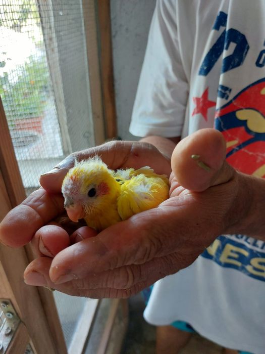 Tenho 4 kakarics com 15 dias para acabar de criar a mão 40 euros cada