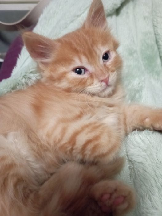 Котик маленький руденький