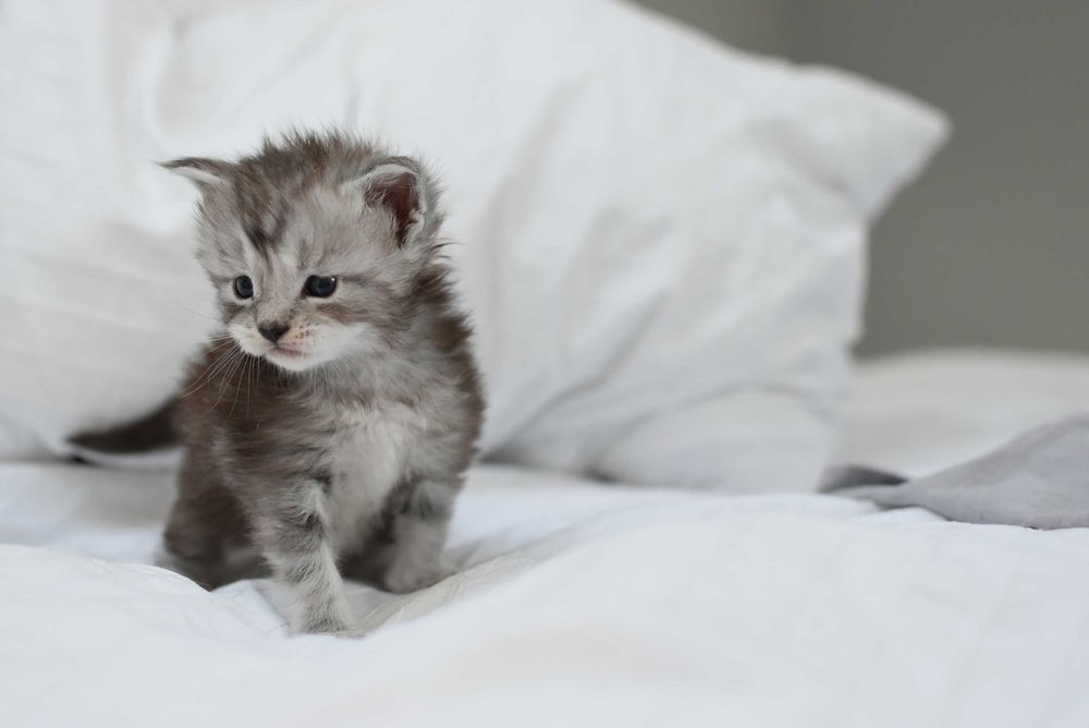 Maine Coon/Rodowód FPL