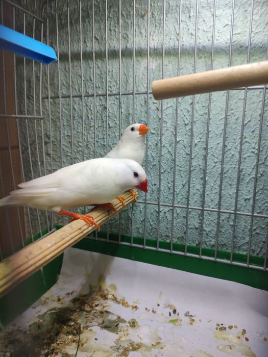 amadyna zebrowata zeberka falista