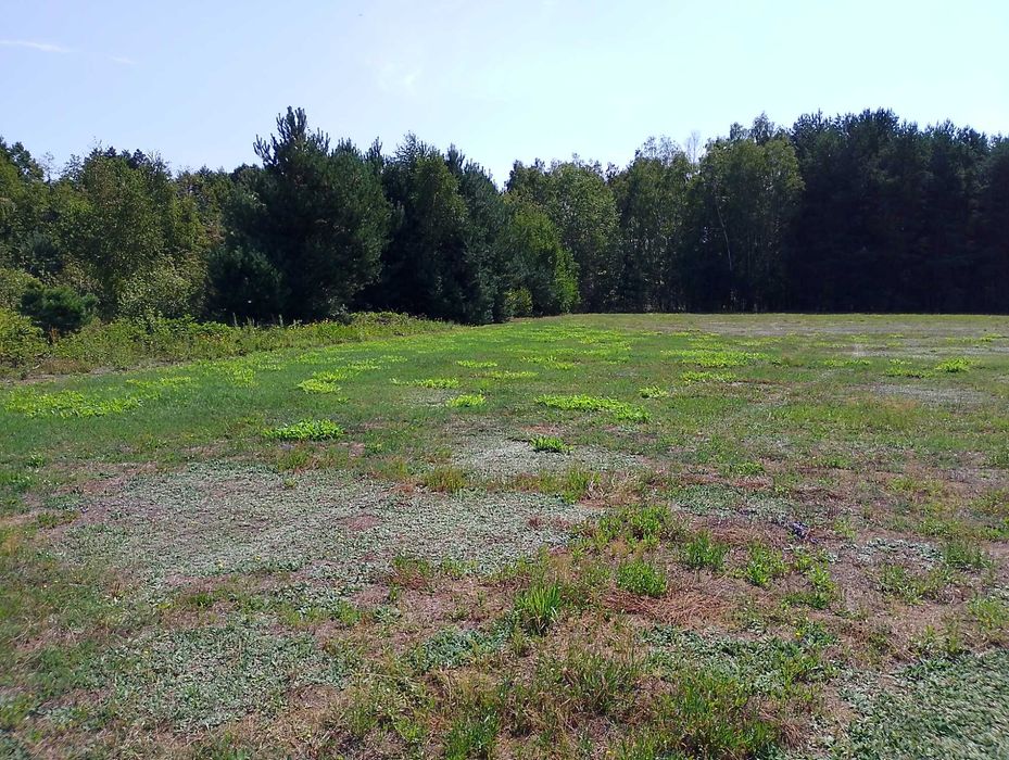Działki budowlane po 1200 m2 z warunkami zabudowy.