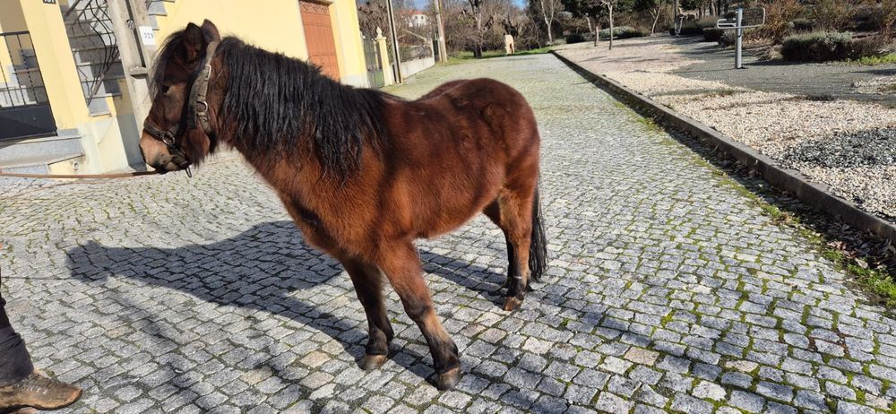 Poni para troca  ou venda