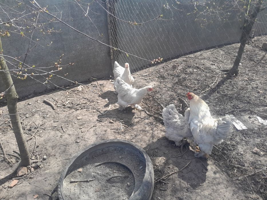 Інкубаційні яйця курей брама ізабелла.