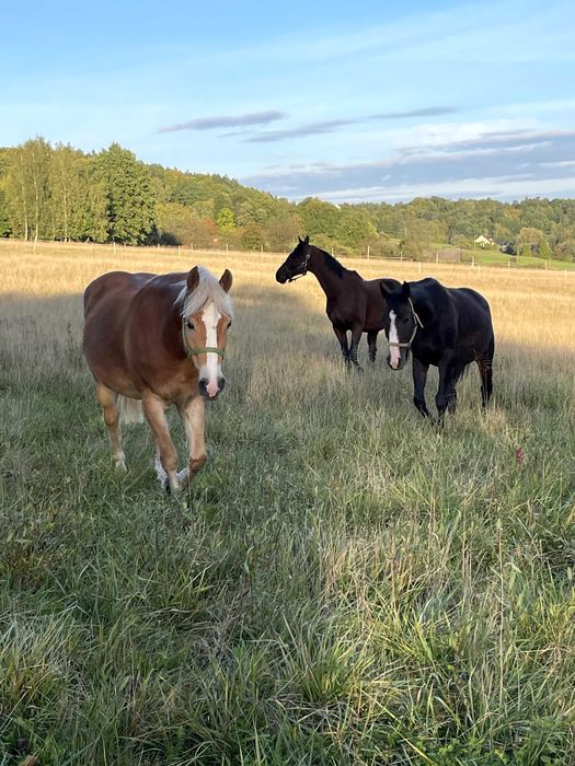 Klacz 4 lata haflinger