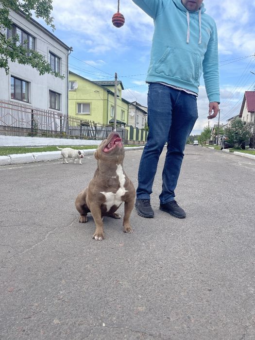 Американський Булли