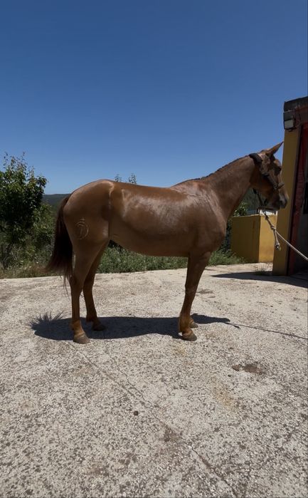 Egua super mansinha
