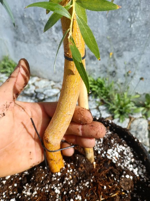 Salgueiro chorão 3.5  metros