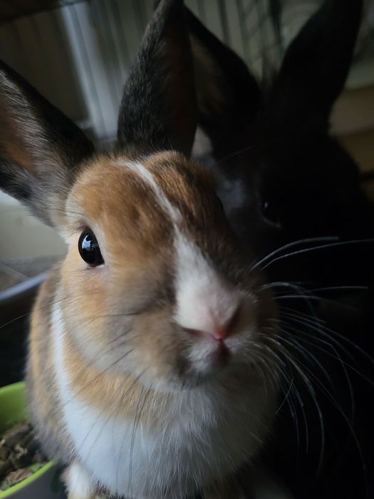 Krolik miniaturka samiec