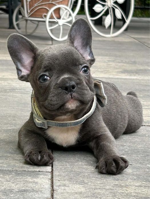 Buldog francuski