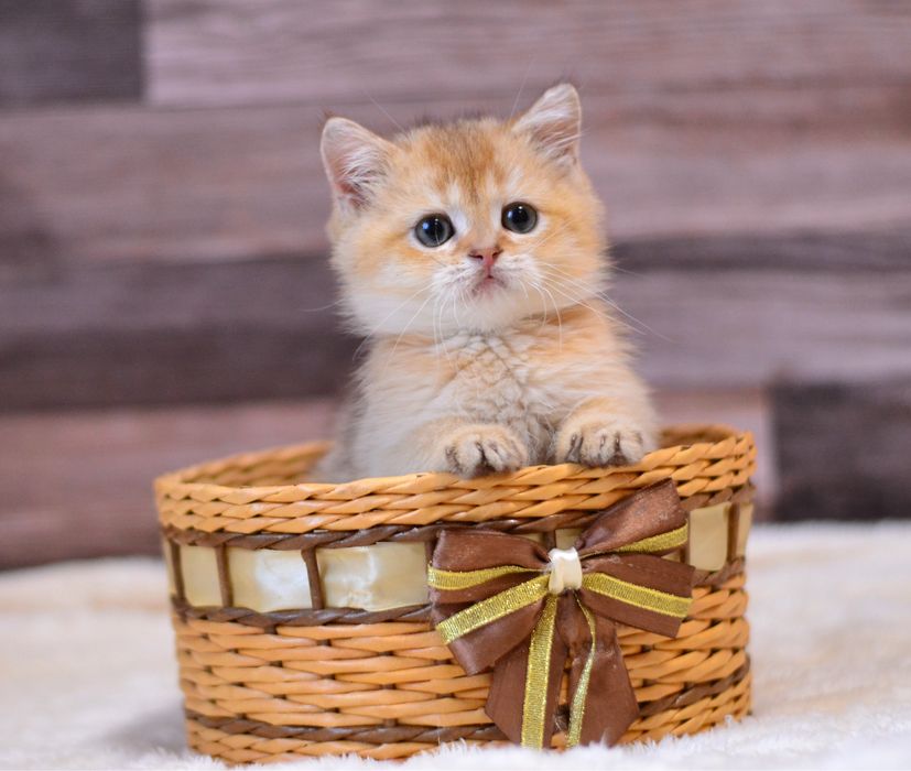 Хлопчик золотий британчик