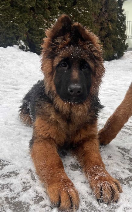 Szczeniak owczarka niemieckiego