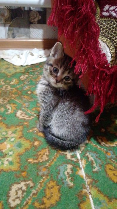 Віддам у добрі руки,Гарна вісловуха британка,1 роди 5 котят